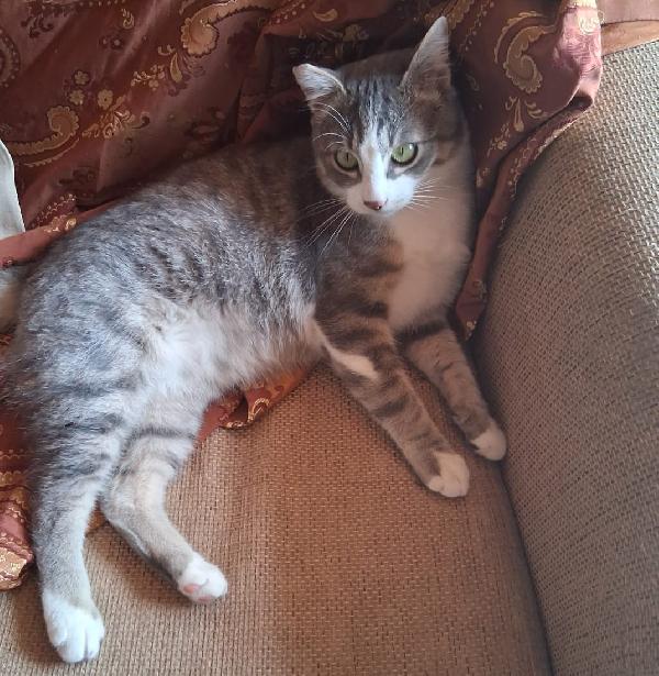 Ciccio micio simpatico e gioioso Foto 3